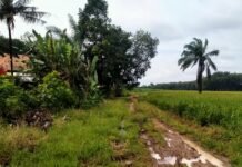 15 Tahun Dana Desa Berjalan Namun Didesa Papan Asri Pengerasan Jalan Usaha Tani Belum Merata