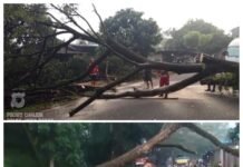 Respons Cepat Personel Polsek Cikalongkulon Tangani Pohon Tumbang, Akses Jalan Kembali Normal